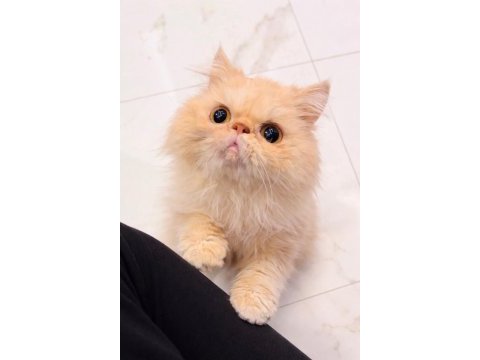 Güzel iran kedim