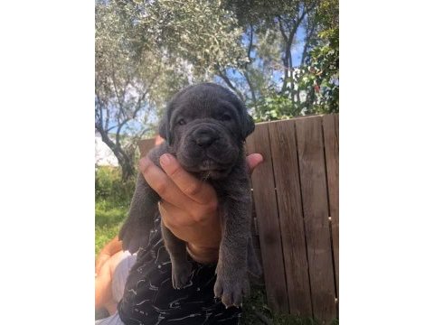 Kaliteli cane corso yavrular rezervede