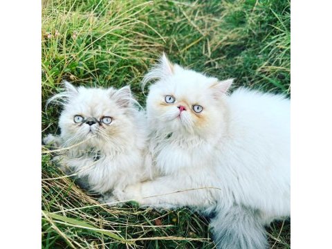 İran persian yavrular