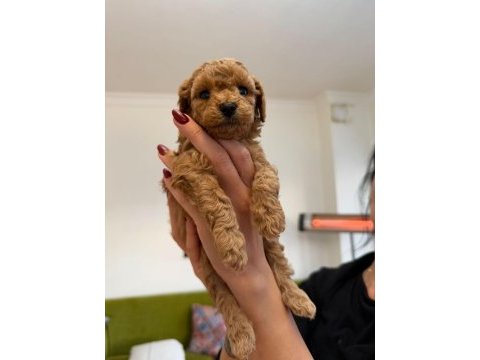 Minicik yavru toy poodle köpekler