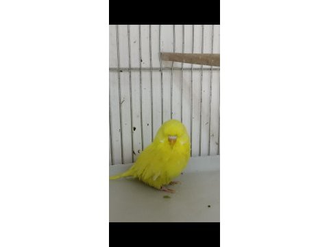 Yem maliyetine şov jumbo kuşlar
