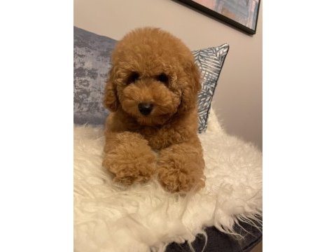 Poodle aşılı garantili yavru