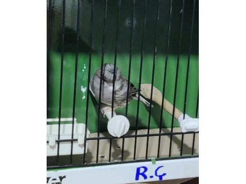 Gloster kanaryaları