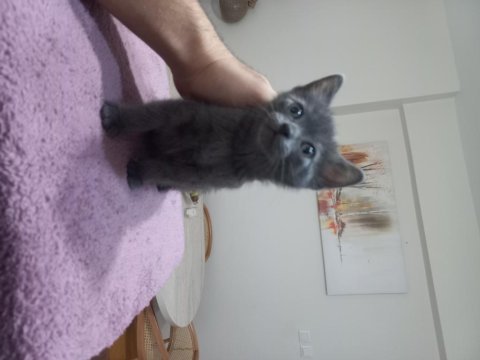 Çok uygun çok sağlıklı british shorthair