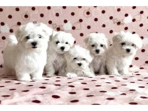 Teacup maltese yavrular heryere gönderilir