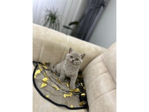 Show kalite yavrular british shorthair