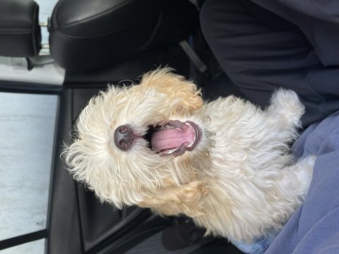 Yavru maltipoo poodle