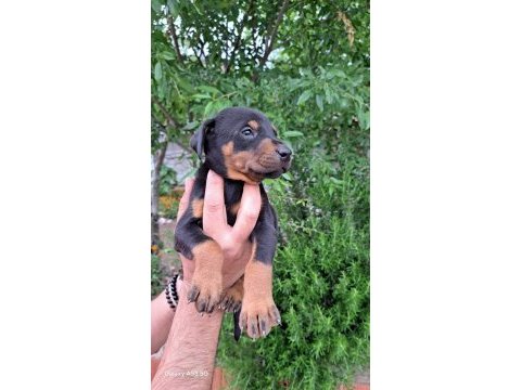 A kalite doberman yavrular