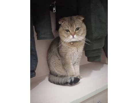 Golden black tabby british shorthair