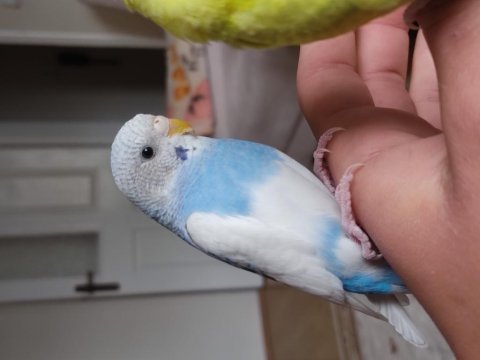 Dişi muhabbet kuşu 2 3 aylık