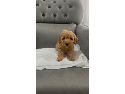 Ömürlük dostunuz maltipoo