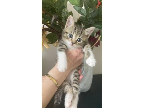 Sevimli safkan british longhair bebişlerim