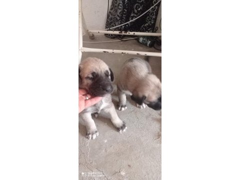 Aslan gibi kangal yavruları