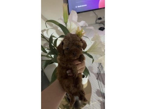 Orjinal saf kan red brown poodle türünün en iyi kalitesi