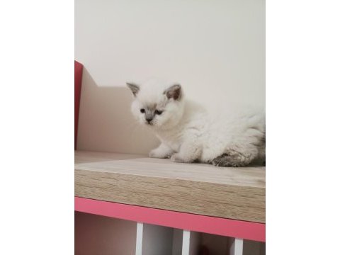 Blue point british shorthair yavruları mavi gözlü bebekler