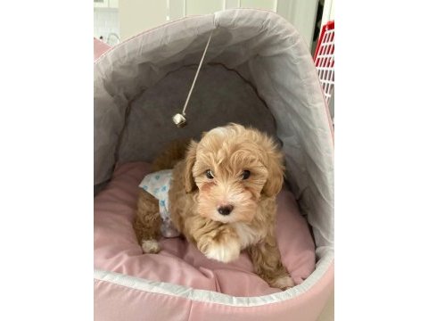 Toy poodle 2 aylık