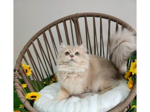 Show kalite safkan brıtısh longhaır lilac golden yavrular