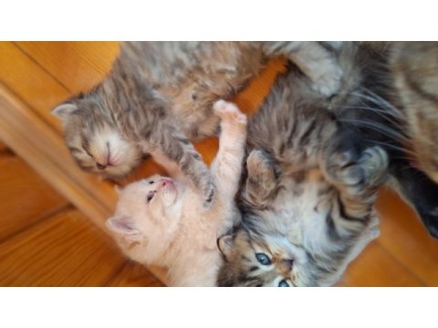 British longhair yavru