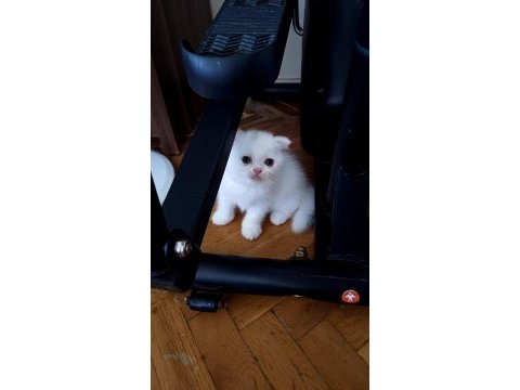 2 buçuk aylık tosun scottish fold oğluşlar