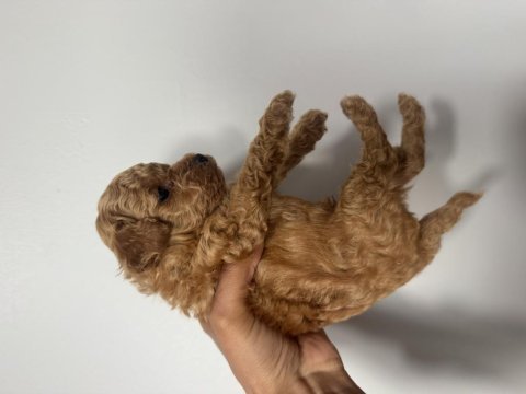 Şecereli sağlık garantili toy poodle yavru erkek ve dişi