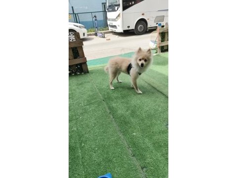 Tilki surat pomeranian boo