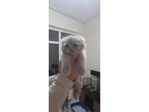 Sağlık ve ırk garantili scottish fold yavrularımız
