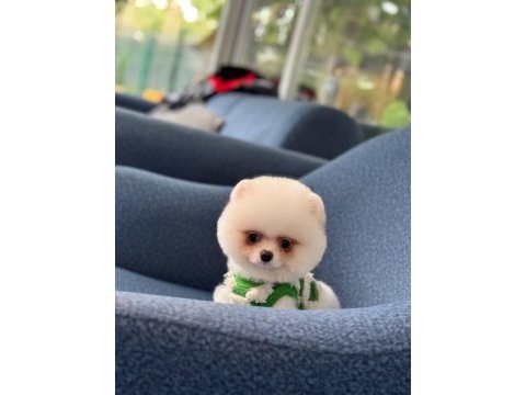 Sağlık ve ırk garantili pomeranian