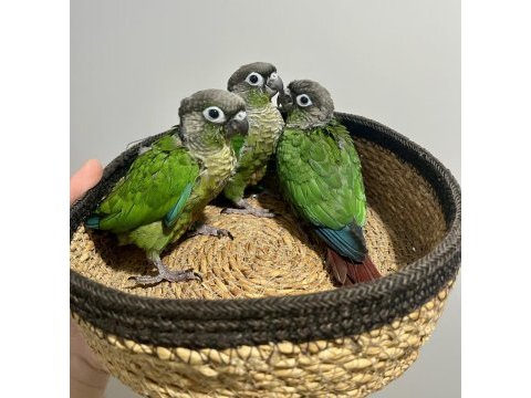 El besleme yeme düşmek üzere greencheek konur