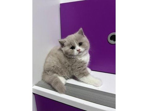 Asil duruşlu fawn bicolor yakışıklısı kedimiz