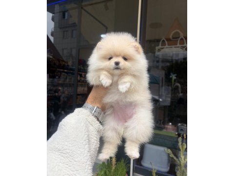 Ukrayna doğumlu pomeranian yavrular