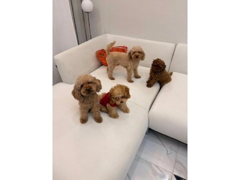 Safkan toy poodle