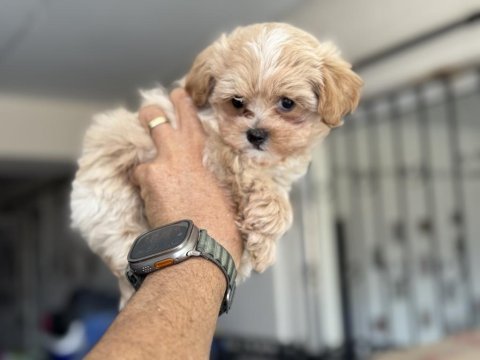 Show kalite kore maltipoo yavrularımız