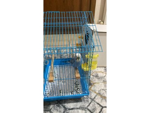 Eş yumurtada muhabbet kuşu sahiplendirme