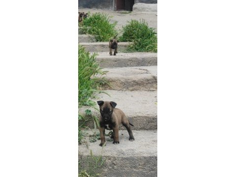 Malinois orjinal