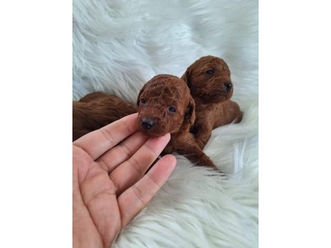 Mersin lokumu bu köpekler