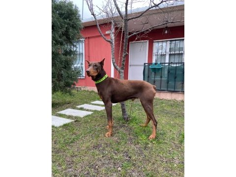 2 yaşında kızıl doberman temel itaat eğitimi mevcuttur