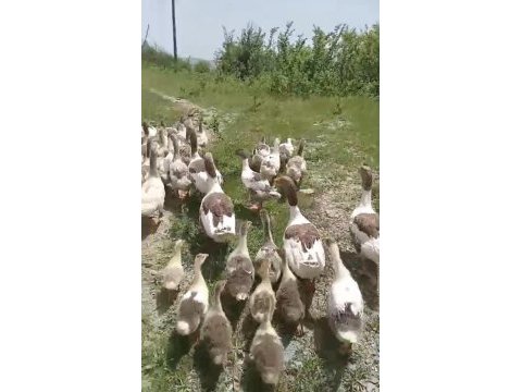 Toplu satılık 37 tane kaz