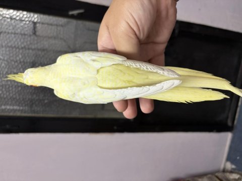 Ev ortamından yavru sultan papağanı