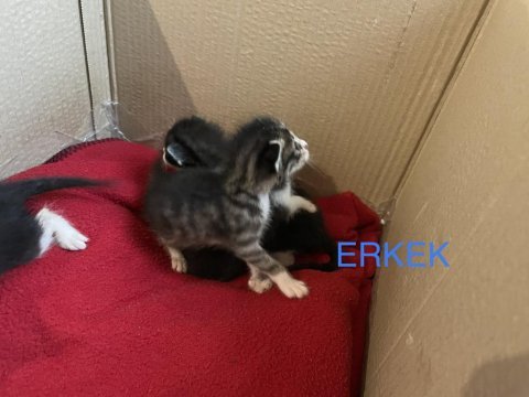Annesiz erkek yavru kedi ücretsiz sahiplendiriyoruz