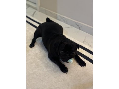 9 aylık dişi pug yavrumuz