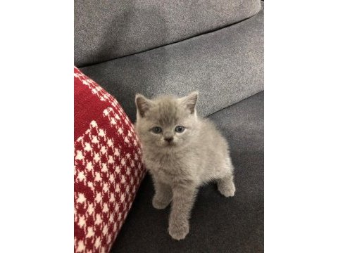 11 mart doğumlu scottish fold yeni ailelerimizi arıyoruz
