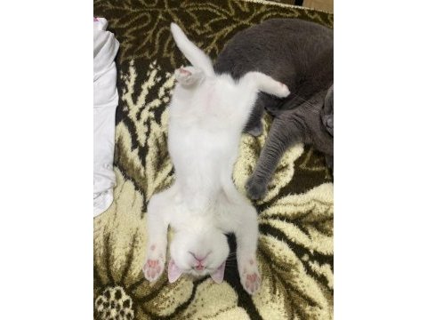 2 aylık british shorthair serik