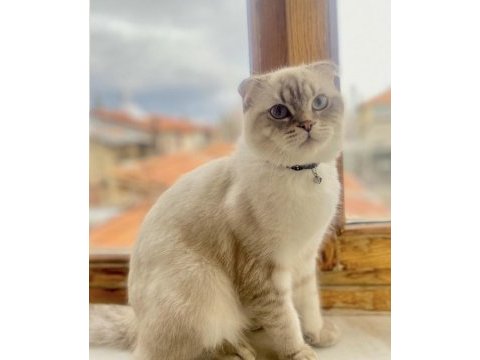 Scottish fold 1 yaşında