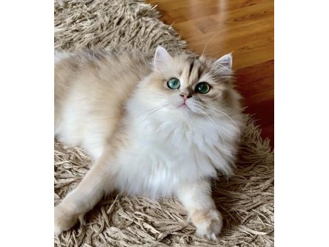 Şecereli british longhair blue golden yetişkin dişi