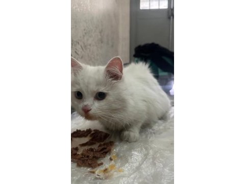 1,5 yaşında yakışıklı longhair erkek kedimiz