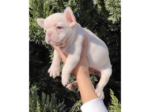 Egzotik french bulldog yavrular