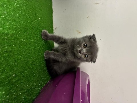 Scottish fold kedimiz için ulaşın