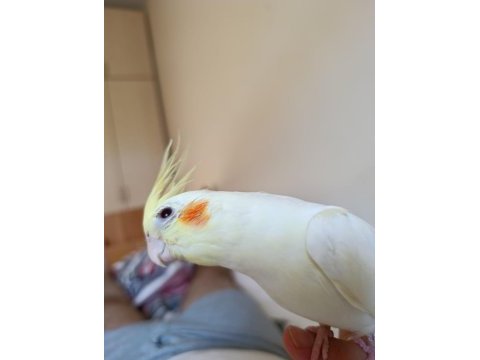 Lutino papağan isteyene hayırlı olsun