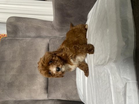 T cup red maltipoo oğlumuz