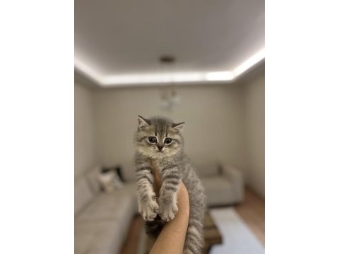 Güzeller güzeli brıtısh shorthair yavrularım 